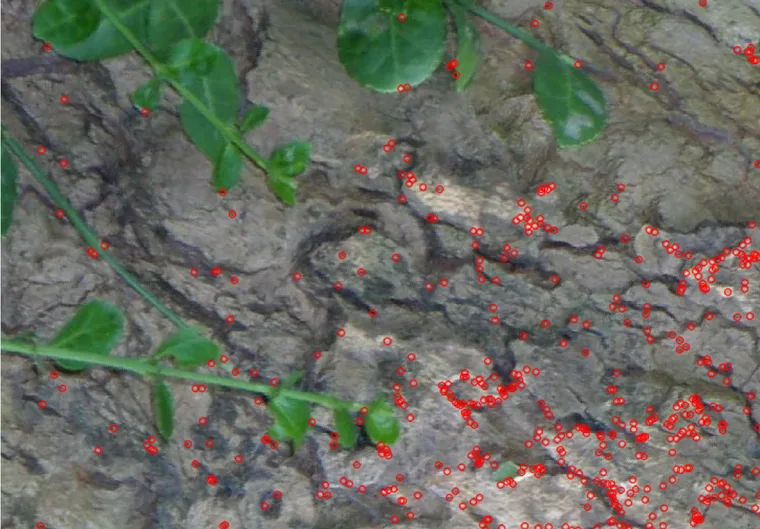 FAST keypoints drawn on the Bark image
